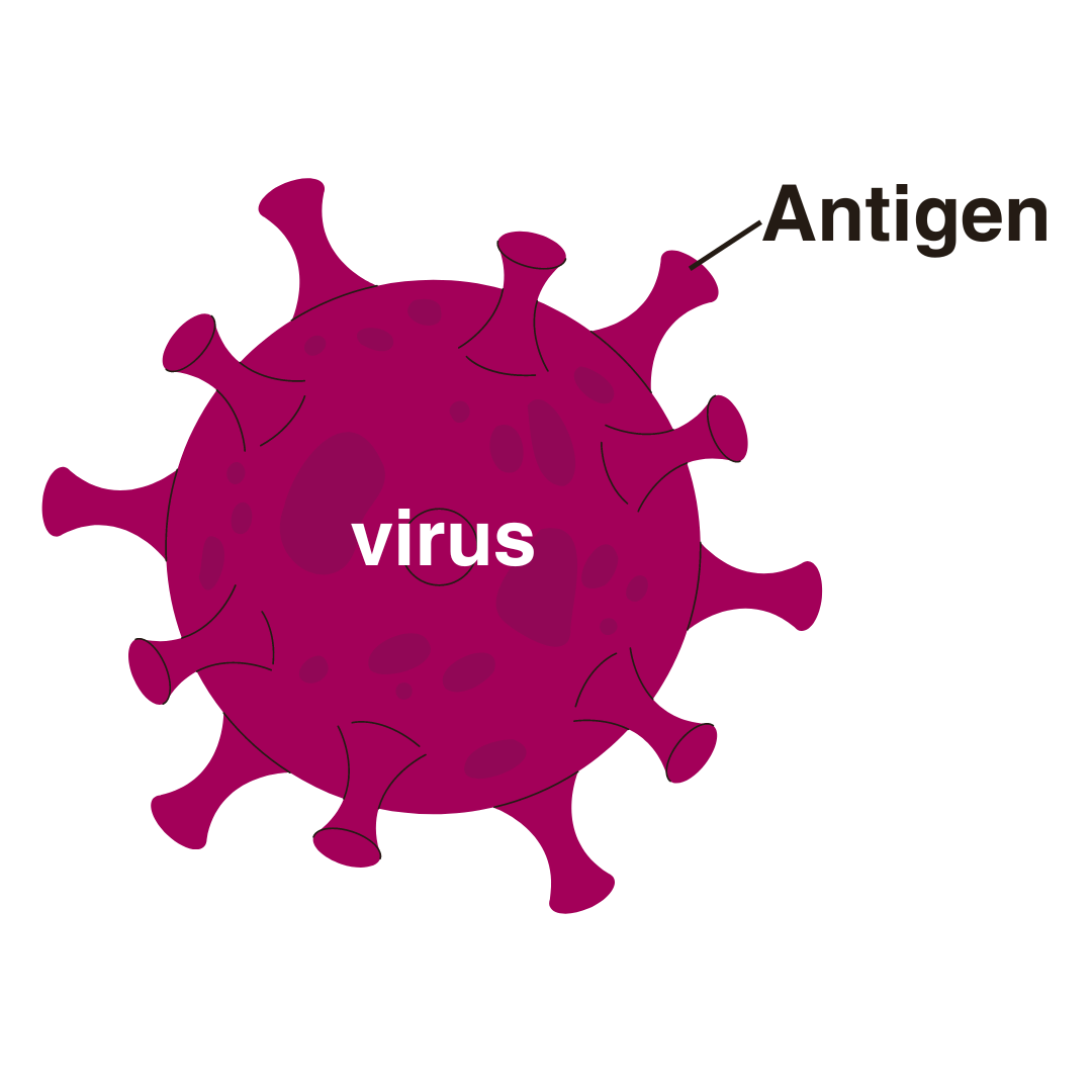 Cartoon image shows a virus. It is a ball with blunt spikes sticking out of the surface. The spikes are labelled as antigens