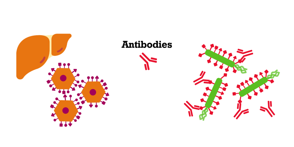 This is similar to the previous diagram. In addition there are a number of Y shaped objects. These are labelled as antibodies. They are the same colour as the antigens on the bacteria. Some of the antibodies are sticking to the antigens on the bacteria. No antibodies are sticking to the liver cells.