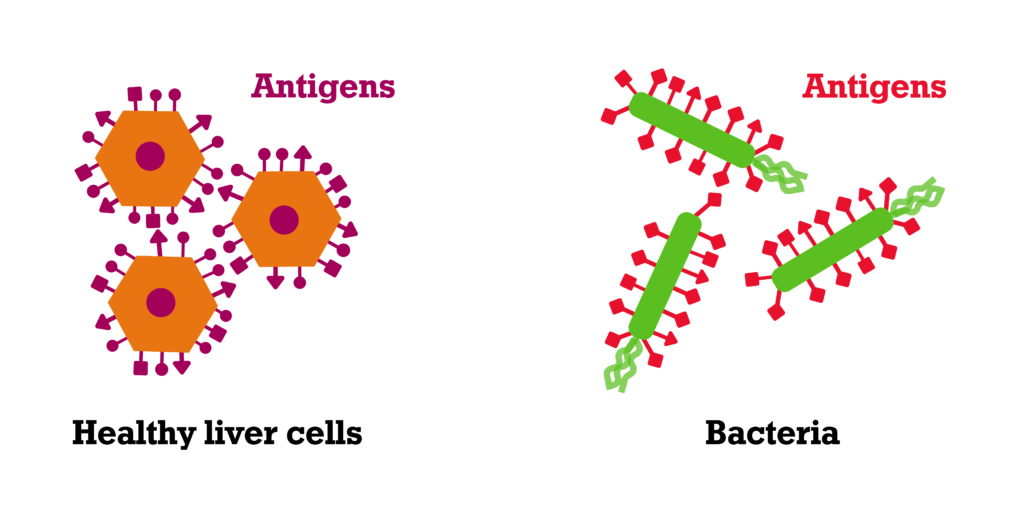 On the left of the diagram there are 3 orange hexagons. These represent healthy liver cells. There are a number of lines sticking out of the hexagons with different shapes on the ends of them. These are labelled as "antigens". On the right of the diagram there are 3 elongated green ovals, each with 3 wiggly lines coming out of one end. These represent bacteria. There are antigens sticking out of the bacteria. These antigens are a different colour to the ones on the liver cells.