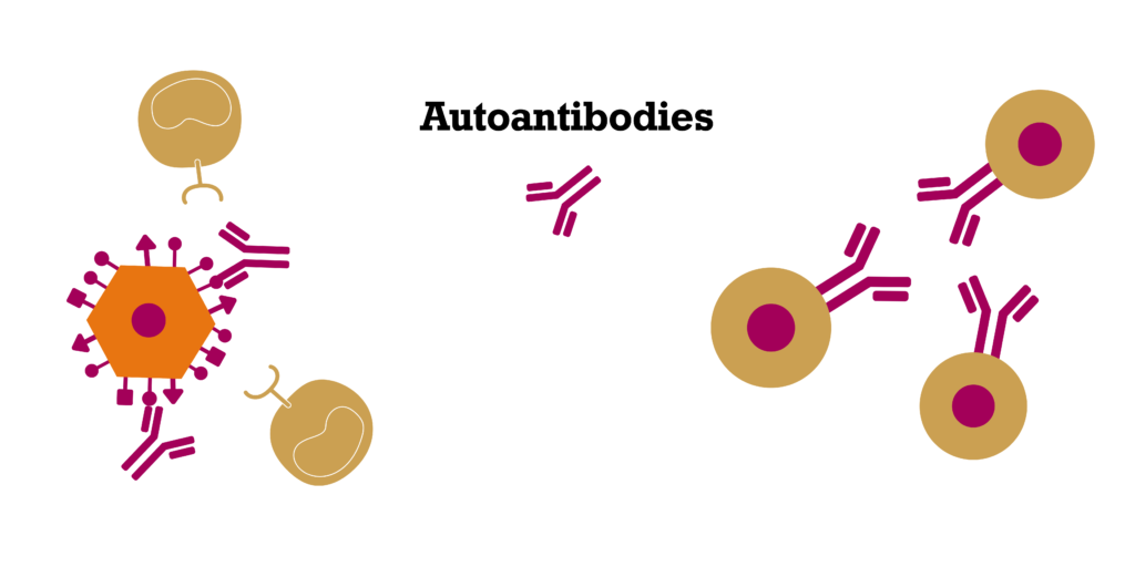On the right of the image there are some of the round shapes that represent B cells. They have antibodies sticking out of them in the same colour as the antigens on the liver cells. These are labelled "autoantibodies". On the left of the image is one of the hexagonal shapes that represents a liver cell. This has some of the autoantibodies stuck to its antigens. There are also some T cells moving towards the liver cell.