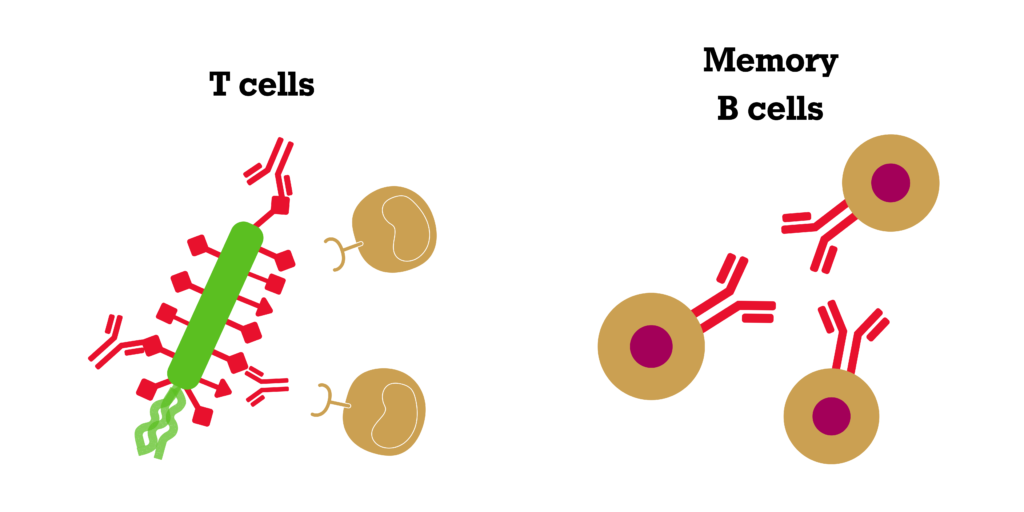 On the left there is one of the bacteria cells shown in the previous diagrams on this page. This has antibodies stuck to it. Moving towards this are two roughly round shapes each with a sickle shaped shape sticking out of it. These round shapes are labelled "T cells". On the right of the diagram there are three circular shapes. They each have one of the antibodies sticking out from them. These shapes are labelled "memory B cells".
